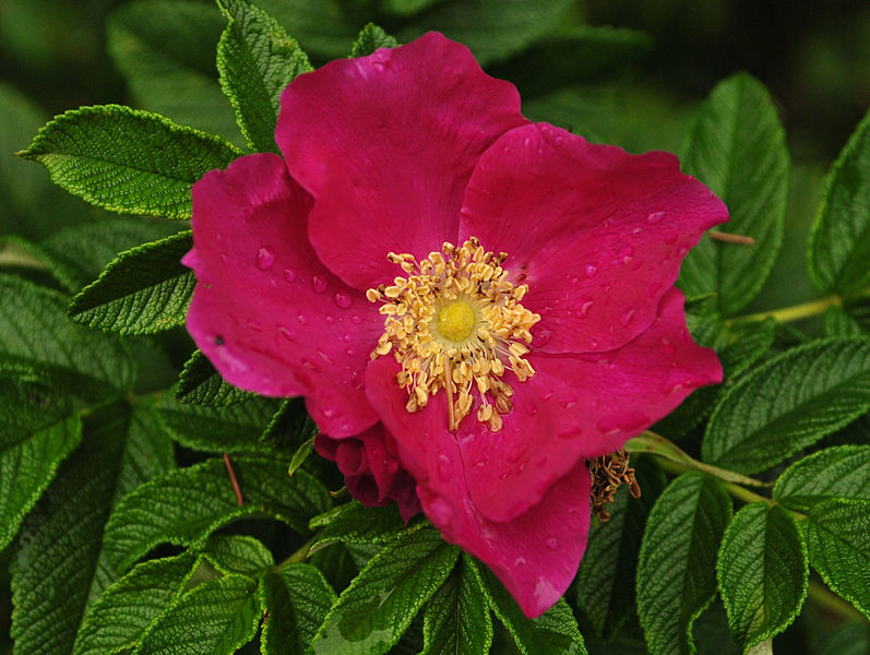 Rosa