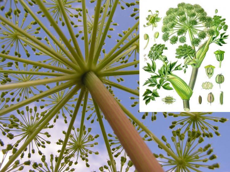 Angelica Archangelica